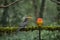 Most Beautiful Malabar grey hornbill having fruits with beautiful background at Coorg,Karnataka,India