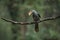 Most Beautiful Malabar grey hornbill having fruits with beautiful background at Coorg,Karnataka,India