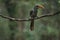 Most Beautiful Malabar grey hornbill having fruits with beautiful background at Coorg,Karnataka,India. This picture can be used as