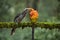 Most Beautiful Malabar grey hornbill having fruits with beautiful background at Coorg,Karnataka,India. This picture can be used as