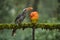 Most Beautiful Malabar grey hornbill having fruits with beautiful background at Coorg,Karnataka,India. This picture can be used as