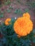 Most beautiful marigold flower on garden in the India.