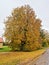 The most beautiful nature happens in autumn with yellow leaves on trees and on the ground