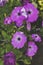 Most beautiful purple petunia, garden flowers, decorative garden flowers
