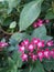 Most beautiful small pink pentas Flower bloom