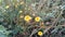 Most Beautiful Small Sunflower Galaxy Image
