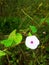 Most beautiful smallest white and purple colour flowers in the India.