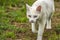 Most beautiful white cat of strange eyes of the world with a blue eye and a yellow eye feline form of heterochromia