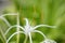 The most beautiful white flower Gimenokallis with narrow petals and high stamens with pollen