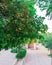 The most beautiful and wonderful trees in Jordan