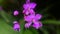 Most beauty purple dendrobium orchid
