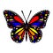 Most Colorful Butterfly Vector