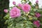 The most desirable garden plants. Rose flowers blossoming in park garden. Summer bloom. Shrub of rosy roses flowering in summer.