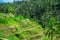 The most dramatic and spectacular rice terraces in Bali can be seen near the village of Tegallalang, in Ubud Indonesia