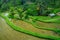 The most dramatic and spectacular rice terraces in Bali can be seen near the village of Tegallalang, in Ubud Indonesia