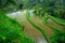 The most dramatic and spectacular rice terraces in Bali can be seen near the village of Tegallalang, in Ubud Indonesia