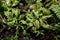 The most famous of the carnivorous plants is dionea flytrap Dionaea muscipula or Venus flytrap