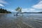 The Most Famous Lone Tree That Wanaka Tree in Wanaka, Otago, New Zealand in Summer