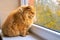 Most fat glutton funny ginger cat