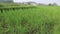 most of the paddy fields