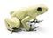 Most poisonous poison dart frog Phyllobates terribilis