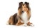 the most popular dog breeds worldwide in no particular order, Isolate on white background.