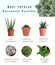 Most popular succulent varieties. Houseplants and names on  background