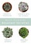 Most popular succulent varieties. Houseplants and names on background, top view