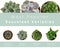 Most popular succulent varieties. Houseplants and names on white background