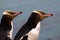 Most precious penguin living, Yellow-eyed penguin, Megadyptes antipodes, New Zealand