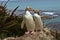 Most precious penguin living, Yellow-eyed penguin, Megadyptes antipodes, New Zealand