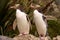 Most precious penguin living, Yellow-eyed penguin, Megadyptes antipodes, New Zealand