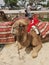 The Most Relaxed Camel Ever