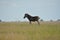 A most unusual sighting of a zebra that is in bread with a donkey, North West provenience.