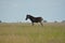 A most unusual sighting of a zebra that is in bread with a donkey, North west Provenience.