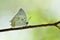most wanted beautiful white butterfly with orange diamond spots perching tree branch over fine  blur green background, Jewelled
