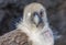 The most widely distributed species of eagle.Close-up of an eagle with one eye. One of the best-known birds of prey