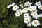 The most widespread flower in any garden - a camomile.