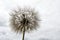 The most wonderful looking Devil Hair Dandelion Pictures of plants,