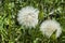 The most wonderful looking Devil Hair Dandelion Pictures of plants,