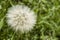 The most wonderful looking Devil Hair Dandelion Pictures of plants,