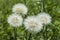 The most wonderful looking Devil Hair Dandelion Pictures of plants,