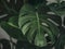 Mostera plant, green tropical wallpaper background