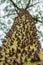 Mostly blurred closeup of floss silk tree bark. Ceiba speciosa thorny green bark