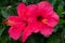 Mostly blurred closeup of hawaiian hibiscus. Neon barbie pink color of petals
