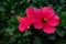 Mostly blurred closeup of hawaiian hibiscus. Neon barbie pink color of petals