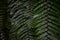 Mostly blurred fern leaves background. Closeup of lush giant sword fern foliage