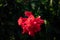 Mostly blurred red flower of double ruffle hibiscus on green leaves background