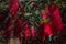 Mostly blurred red flower. Scarlet bottlebrush on green leaves background