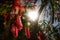 Mostly blurred red flower. Scarlet bottlebrush on green leaves background